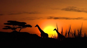 Aranylemezen az Afrika