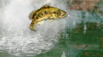 Bejelentve a Rapala Pro Bass Fishing