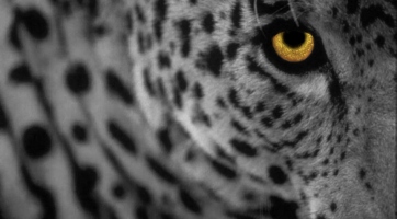 Mac OS X Leopard október 26-tól