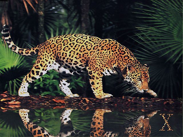 Három személyt beperel az Apple a Mac OS X Tiger illegális terjesztéséért