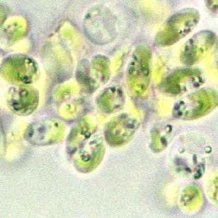 Mikroalgából mikroáramkör