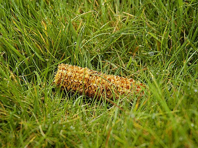 Kukoricából készül a jövő mobilja