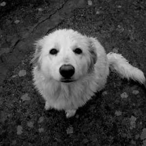 A kutya az ember legjobb barátja.