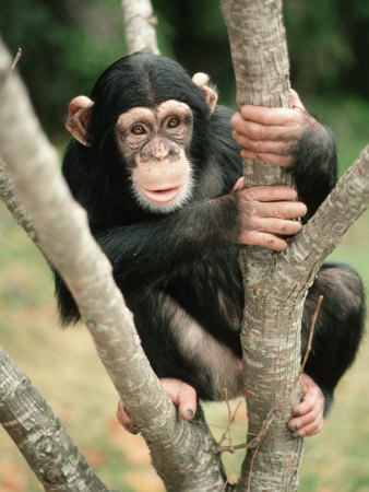 Állatkert a buszon 2.