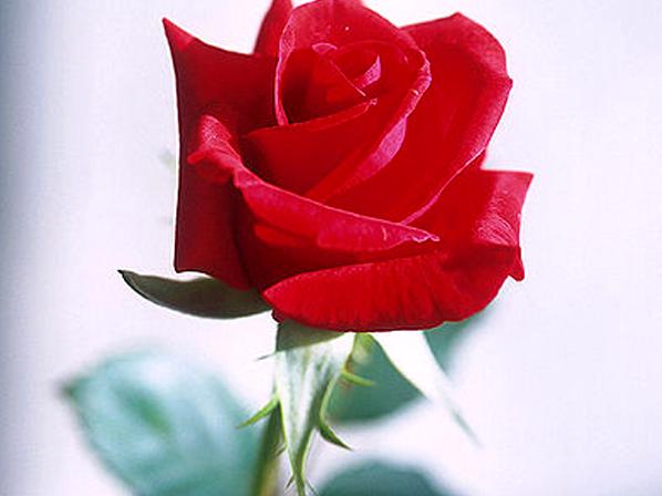 Boldog Születésnapot, Melissza!