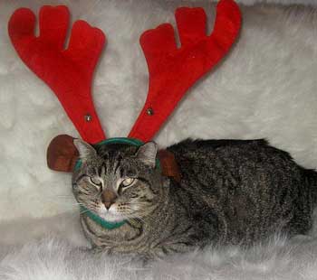 Dőőől a (karácsony-) faaa!!! Jézus-haver betoppant…