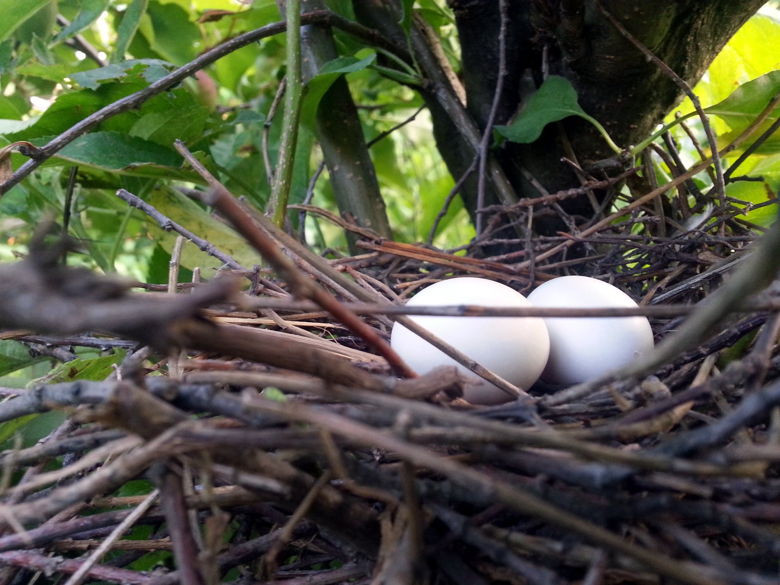 Felmásztam a fára és mit láttam…