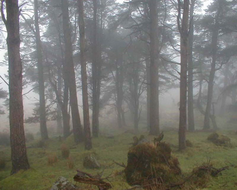 Hol a boldogság fakad…