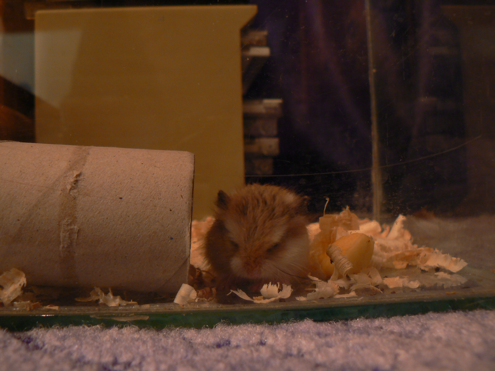 Két új lakó érkezett a villába