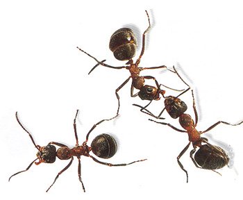 Magyarul, avagy krikett és hangya