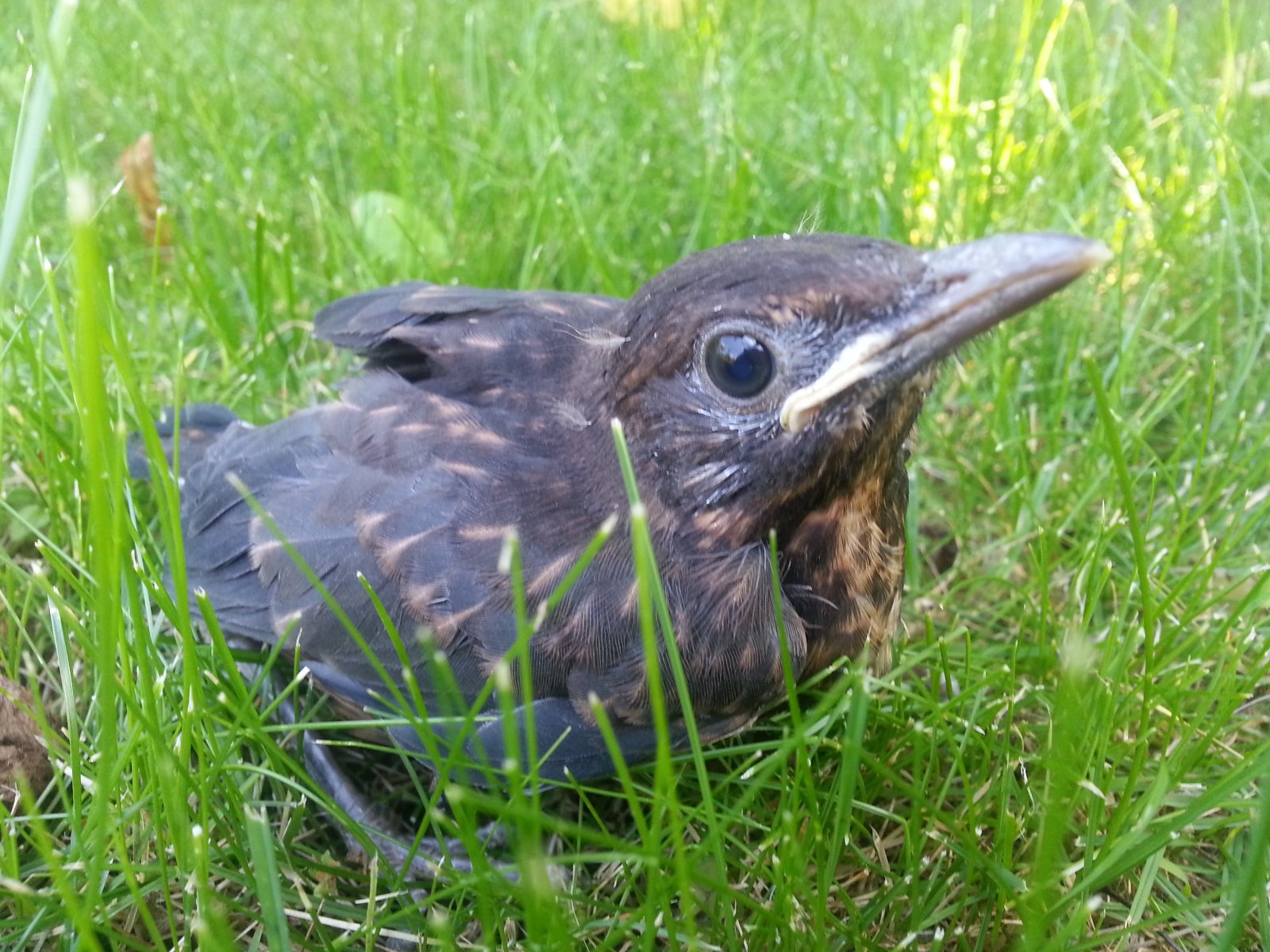 Most nem kellett fára másznom, de…