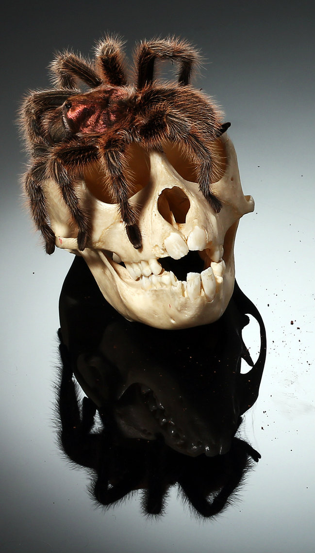 Pók helyett Battlefield4