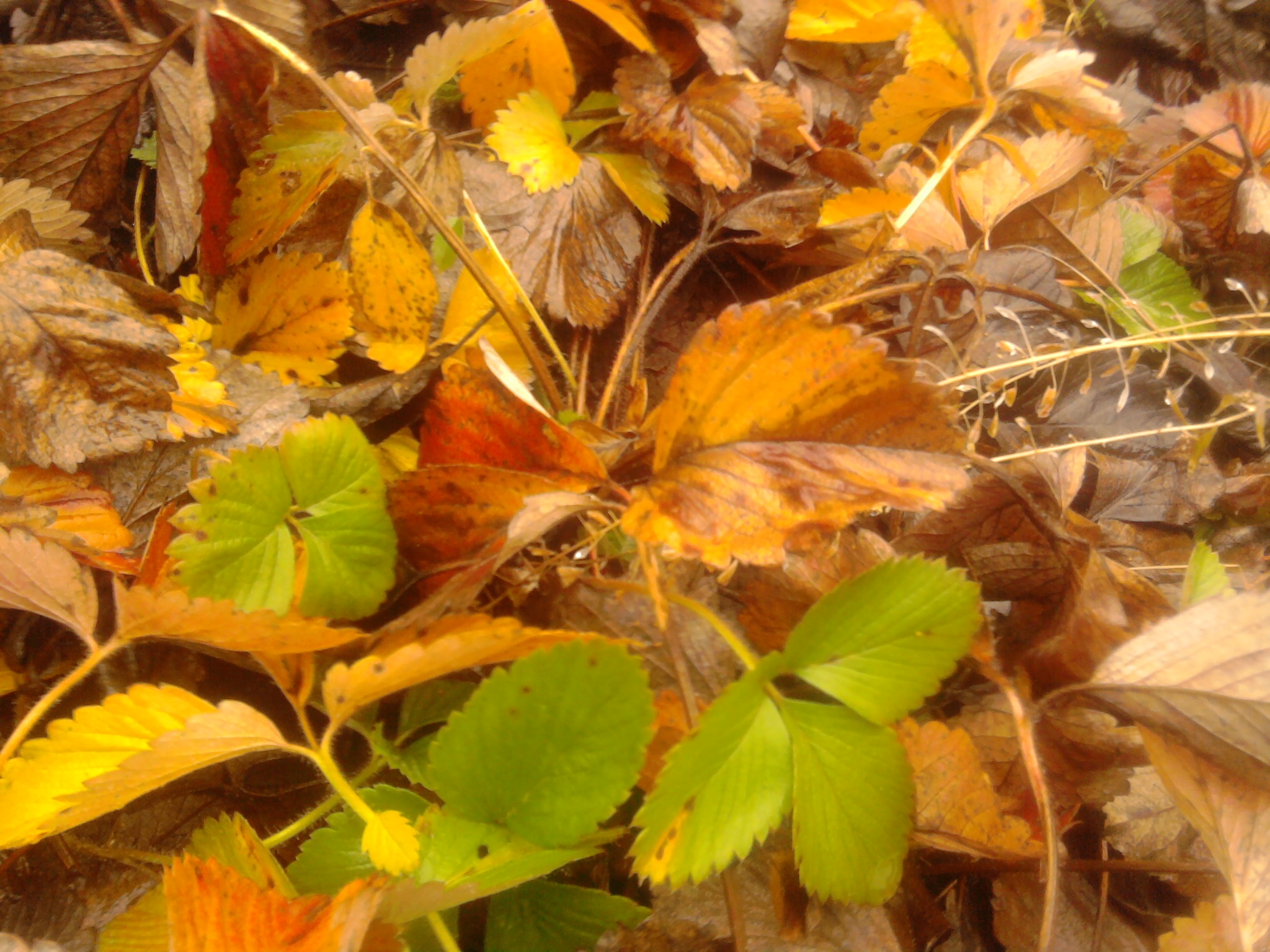 Természetfotózás (nem nevet!!!)