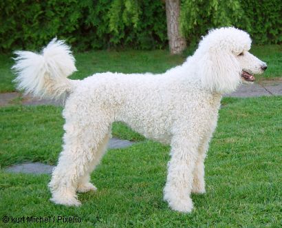 Webes fordítók, én így szeretlek!