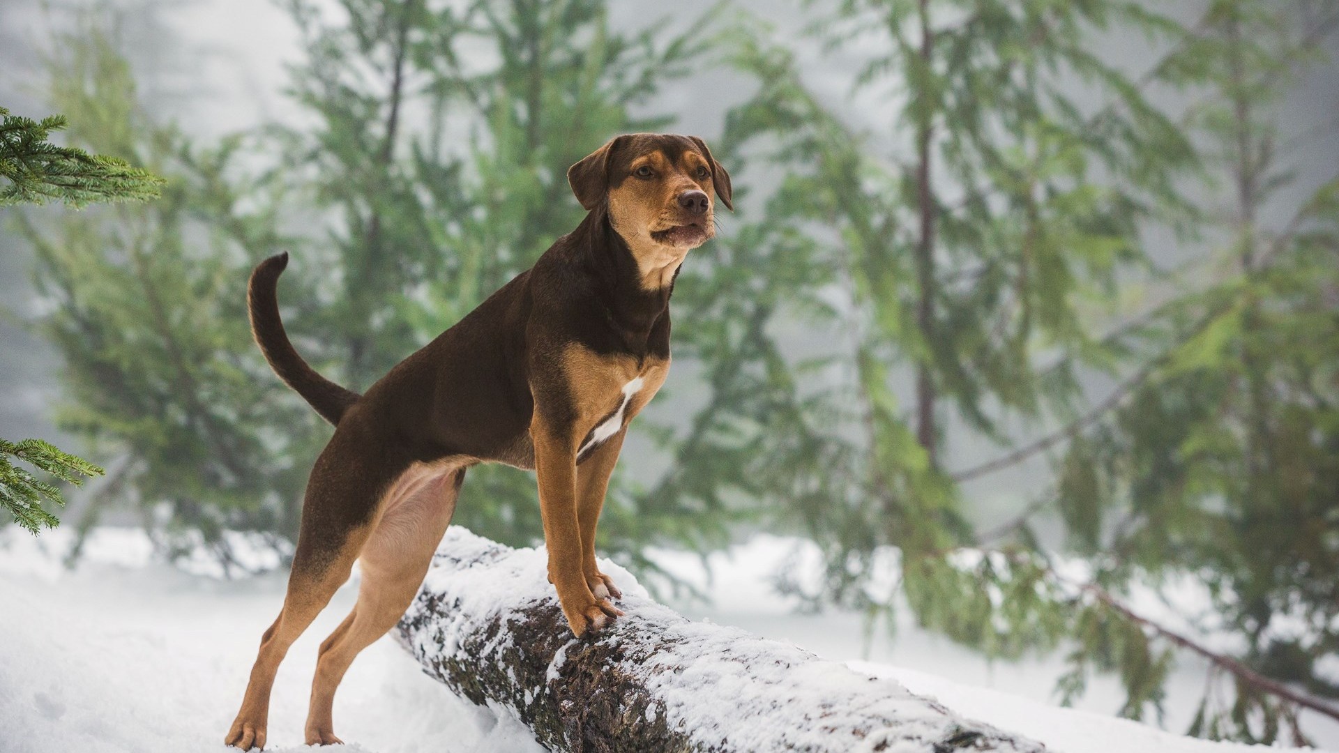 Egy kutya hazatér filmkritika