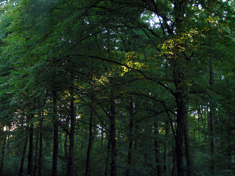 A Fujitsu bemutatta csoportszintű környezetvédelmi programjának hatodik ütemét