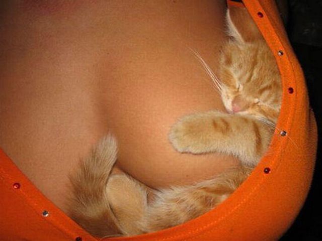 Firefox 3 – A diétás róka