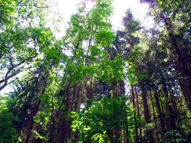 Környezetbarát az online ügyintézés