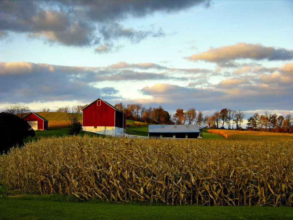 A fájlcserélők miatt olcsó a kukorica