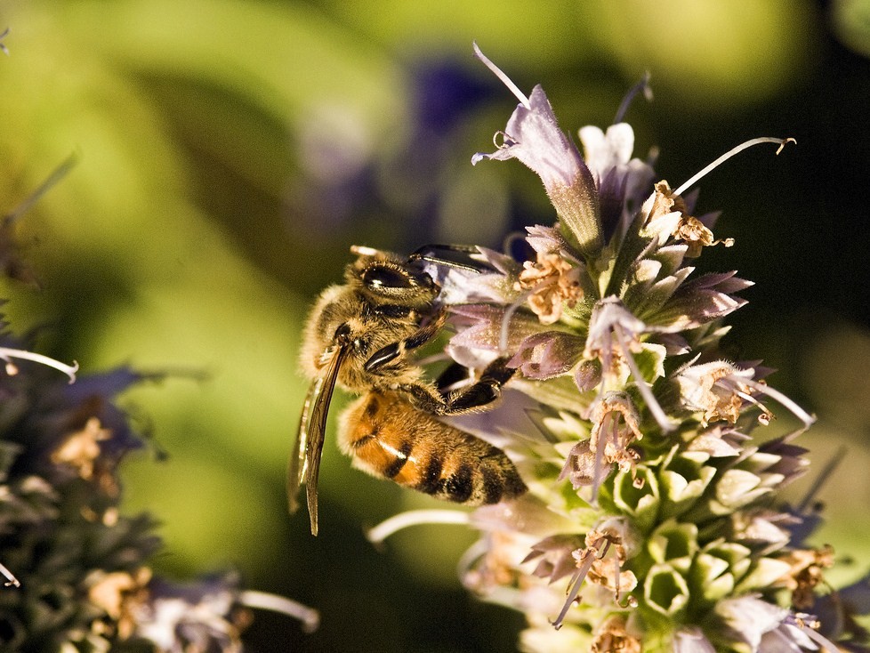 Méhek tánca a szerverhálózatban