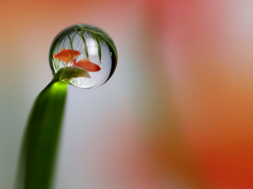 Wishdom, a kívánságok honlapja